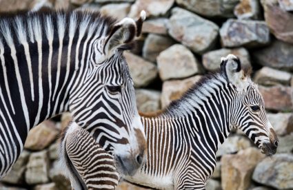 Zebraveulens Op De Savanne