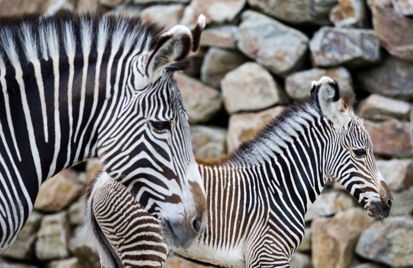 Zebraveulens Op De Savanne