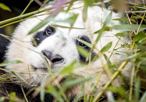 Reuzenpanda Fan Xing Viert Verjaardag